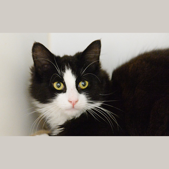 Photo of Oreo