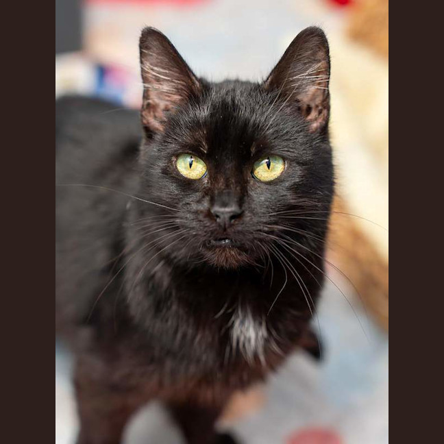 Photo of Loki