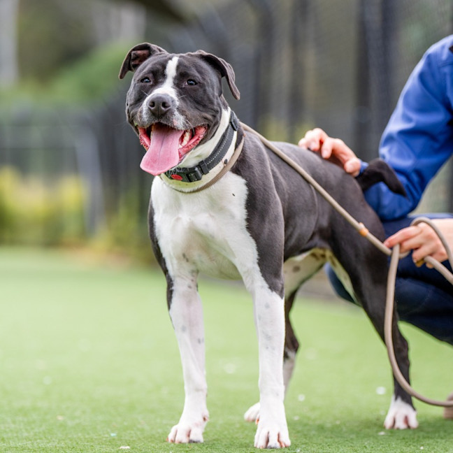 Photo of Cookie Imp 1421