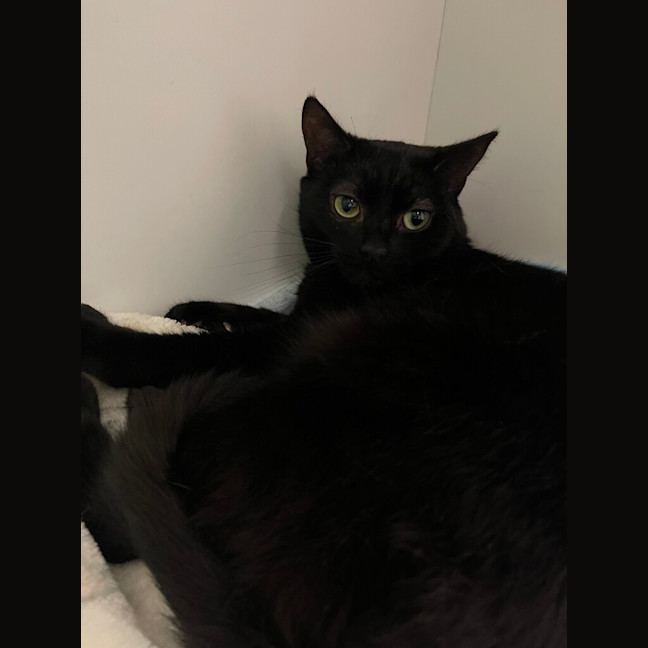 Photo of Onyx