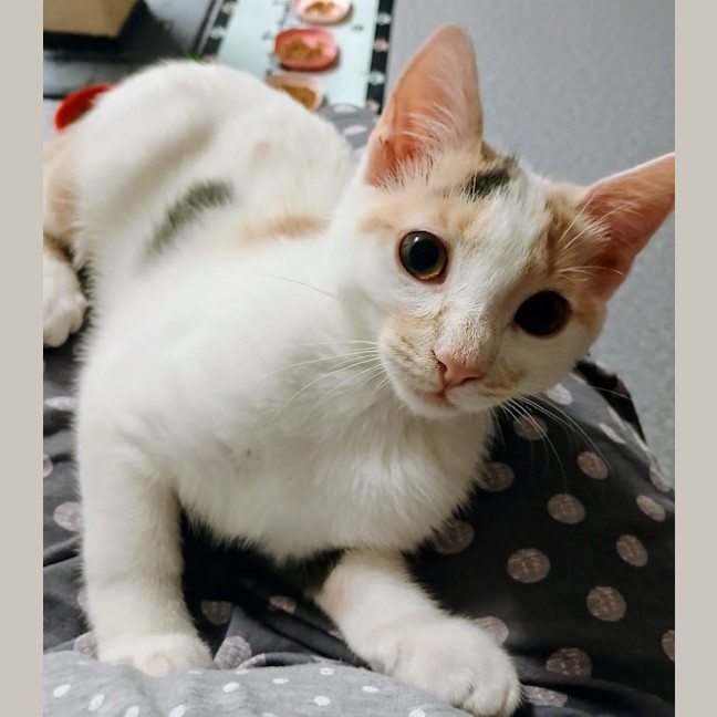 Photo of Lieffy