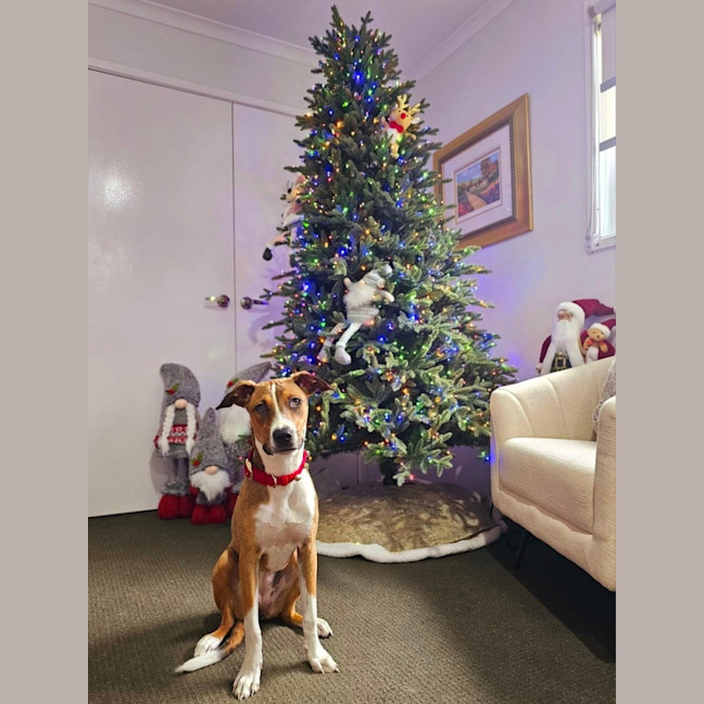 Photo of Gidget *$350 Adoption Fee*