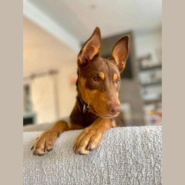 Photo of Roy