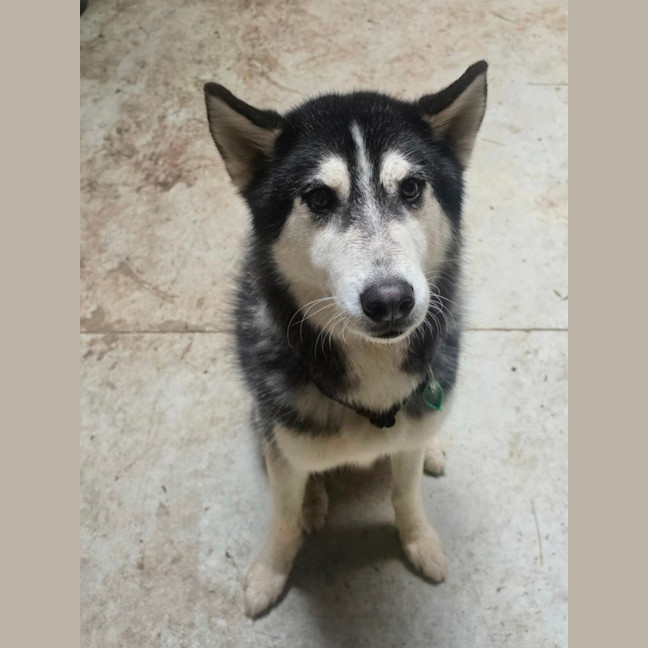 Photo of Zorro