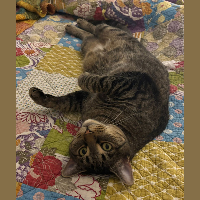Photo of Patch