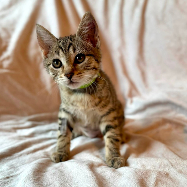 Photo of Muffin   In Foster Care In Fitzroy North