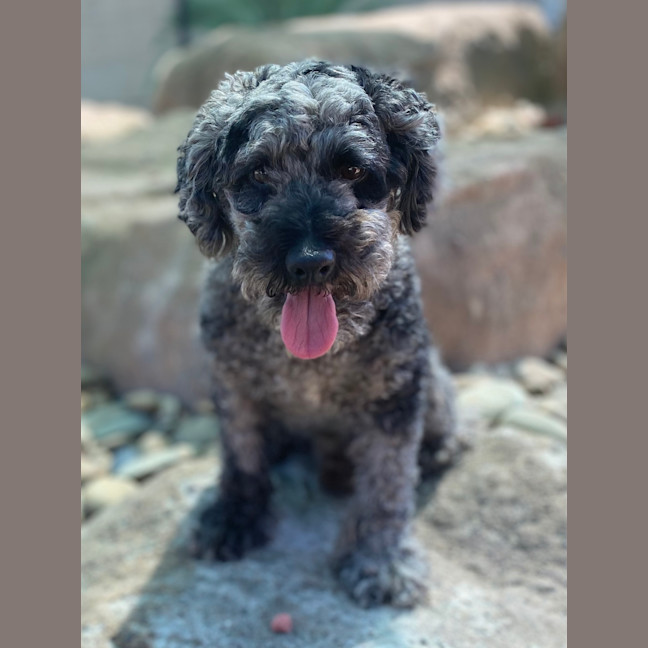 Photo of Cooper