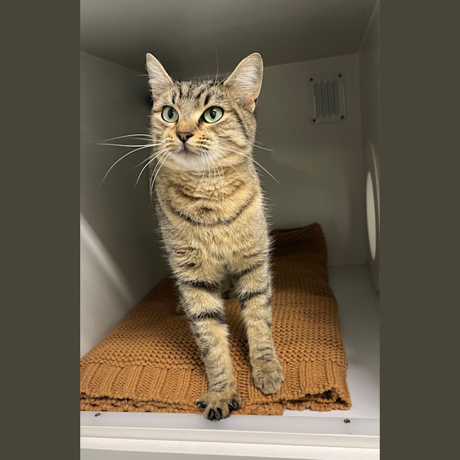 Photo of Willow