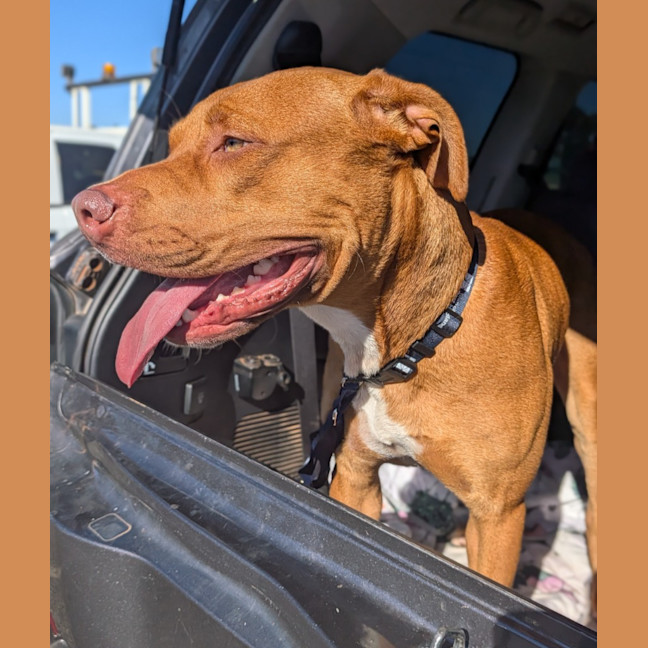 Photo of Samson