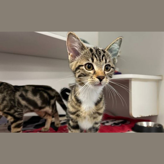 Photo of Pip