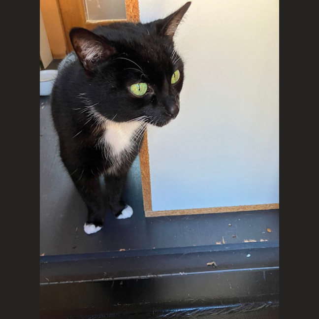 Photo of Sparkles