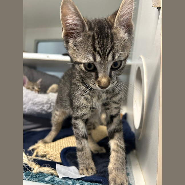 Photo of Simba