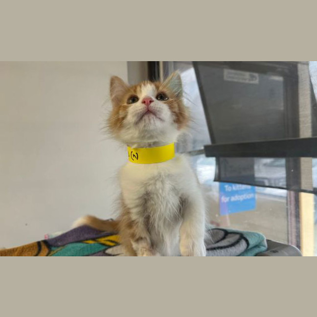 Photo of Marmalade