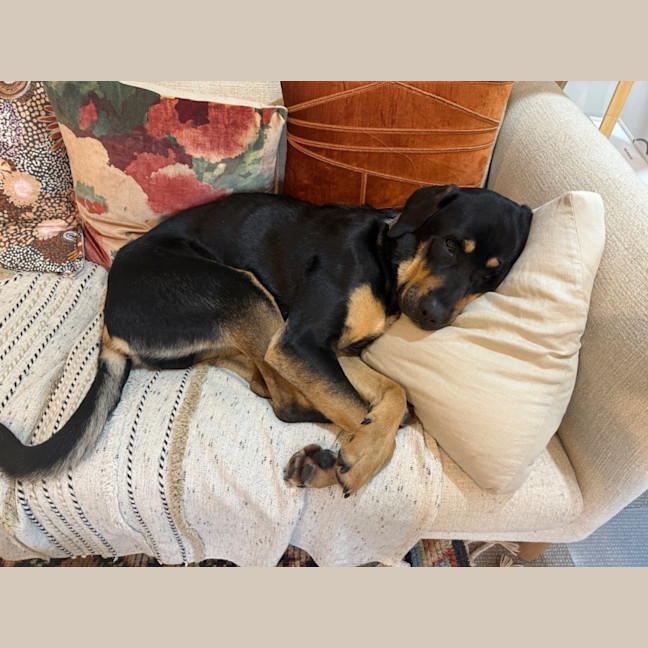 Photo of Rocky Balboa