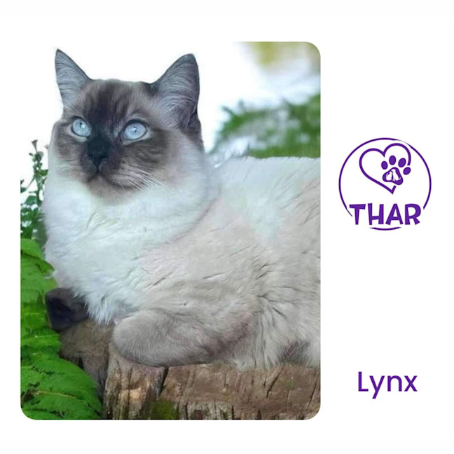 Photo of Lynx
