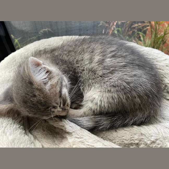 Photo of Lily   Located In Bentleigh East