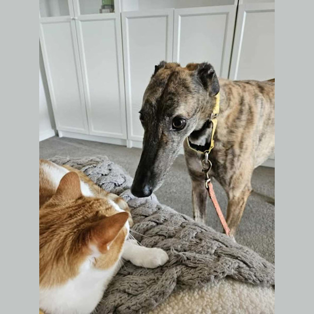 Photo of Mary, The Greyhound