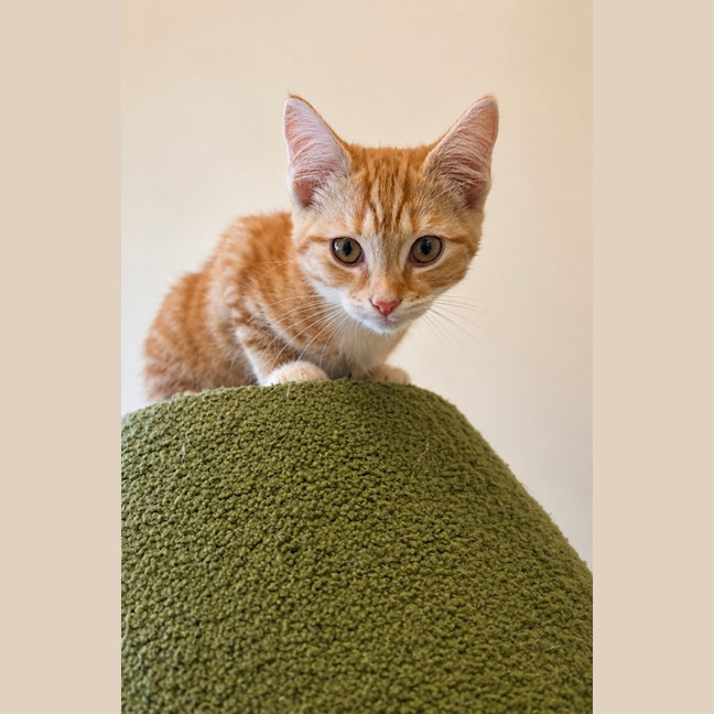Photo of Toby