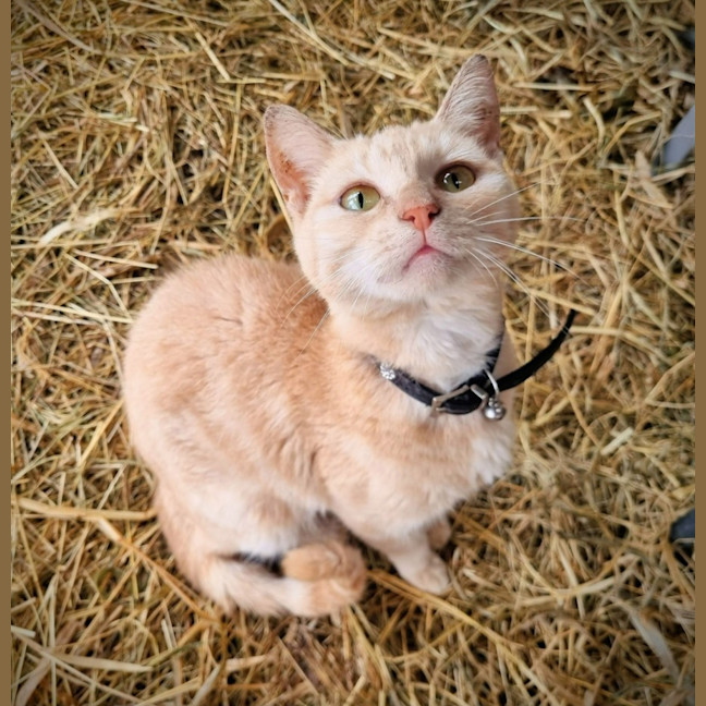 Photo of Tempest 