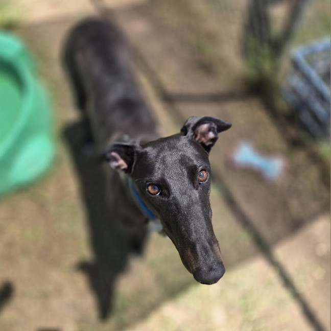 Photo of Shadow Moon