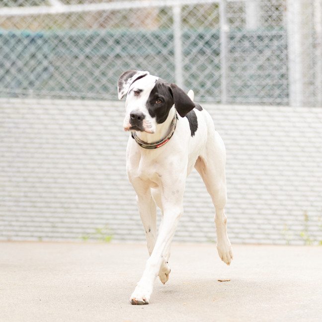 Photo of Spotty