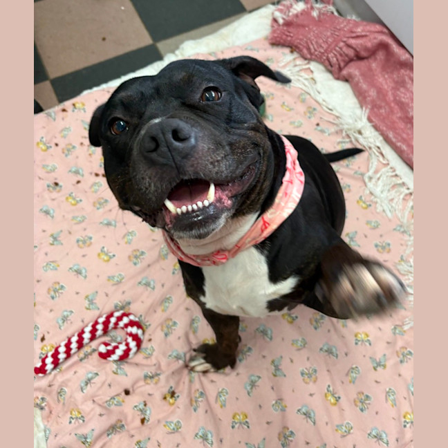 Photo of Buddy