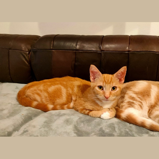 Photo of Peanut
