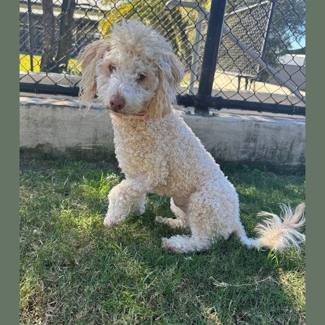 Photo of Sadie