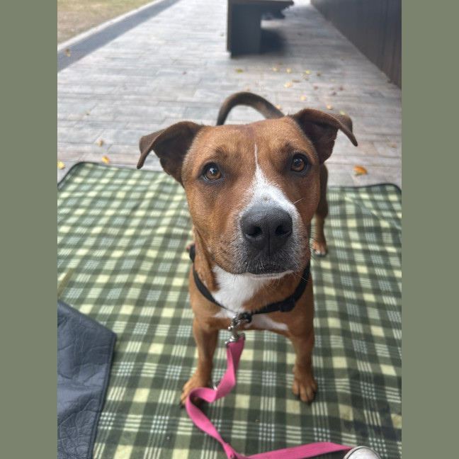 Photo of Buddy