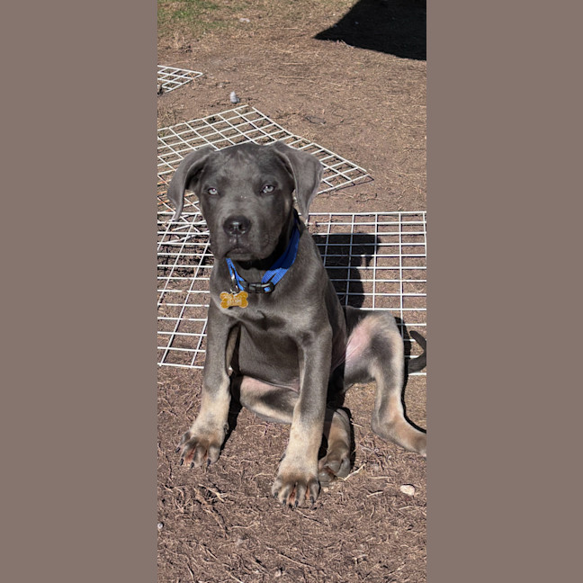 Photo of Enzo