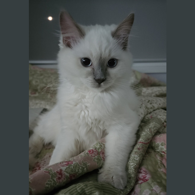 Photo of Prince