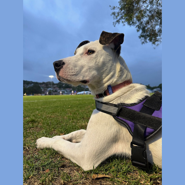 Photo of Scruffy   7 Month Old Wolfhound X