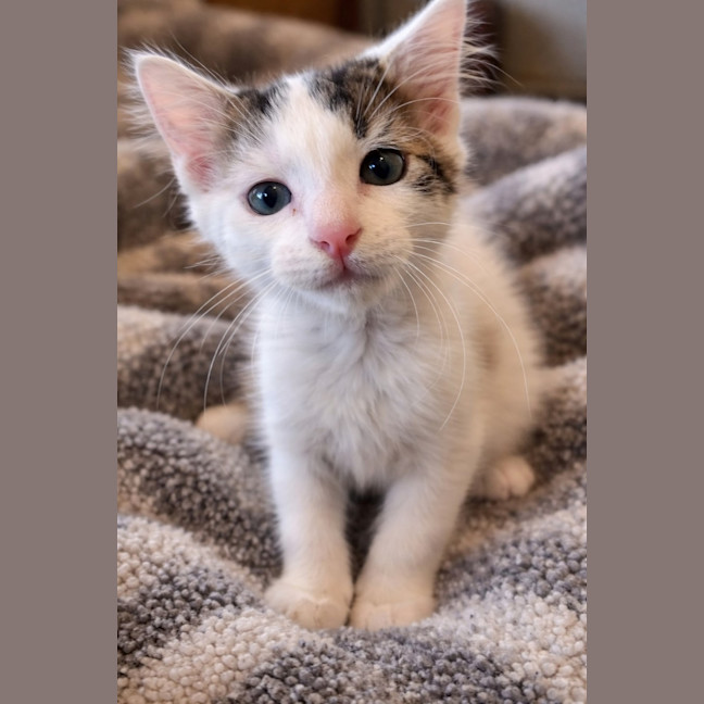 Photo of 🐘 Mastodon 🐘