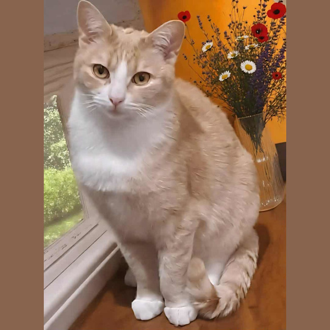 Photo of Lady Daphne* 9 Lives Project Rescue*