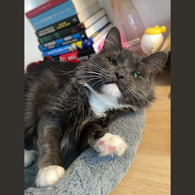 Photo of Arlo