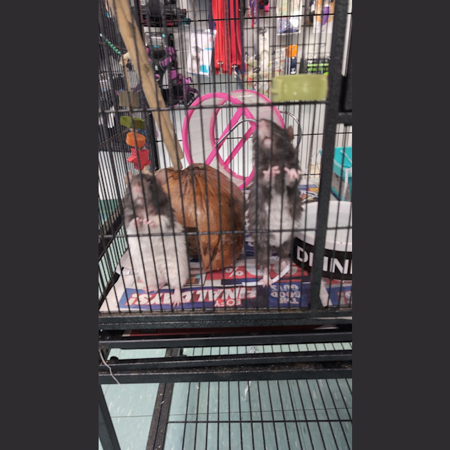 Photo of Waffle