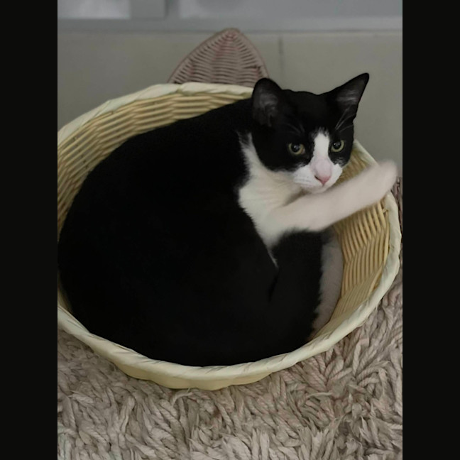 Photo of Achilles