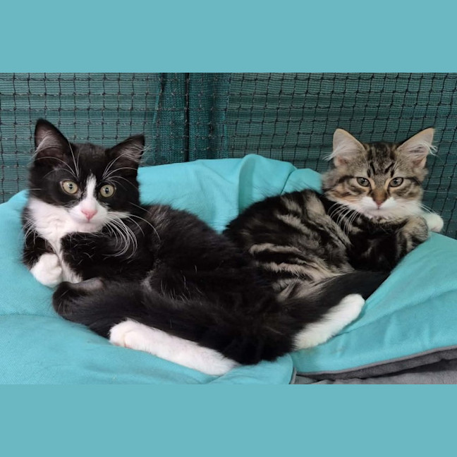 Photo of Ren **2nd Chance Cat Rescue **