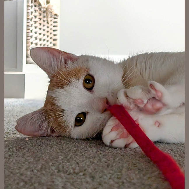 Photo of Sushi