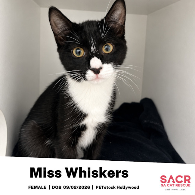 Photo of Miss Whiskers