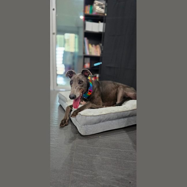 Photo of George, The Greyhound
