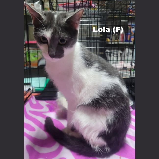Photo of Lola