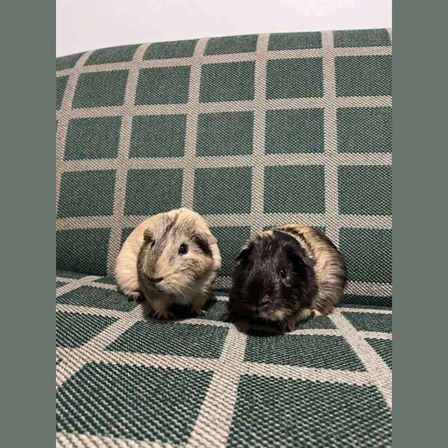 Photo of Crunchy & Tiger