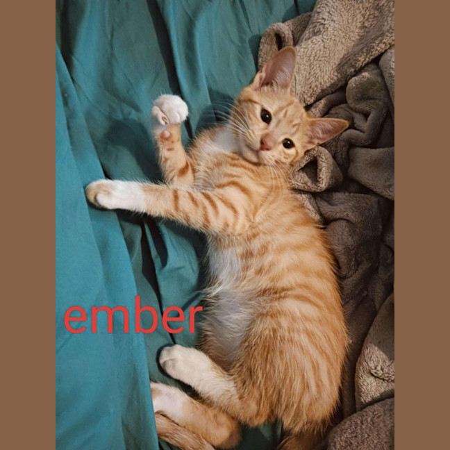 Photo of Ember