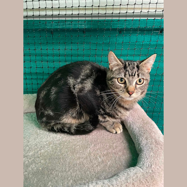 Photo of Aeson ** 2nd Chance Cat Rescue **