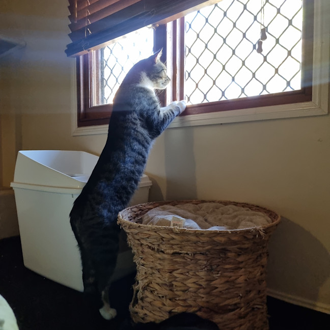 Photo of Pepper