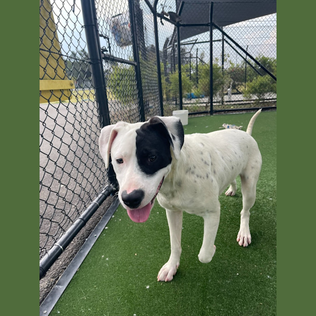 Photo of Wallace Imp 1417