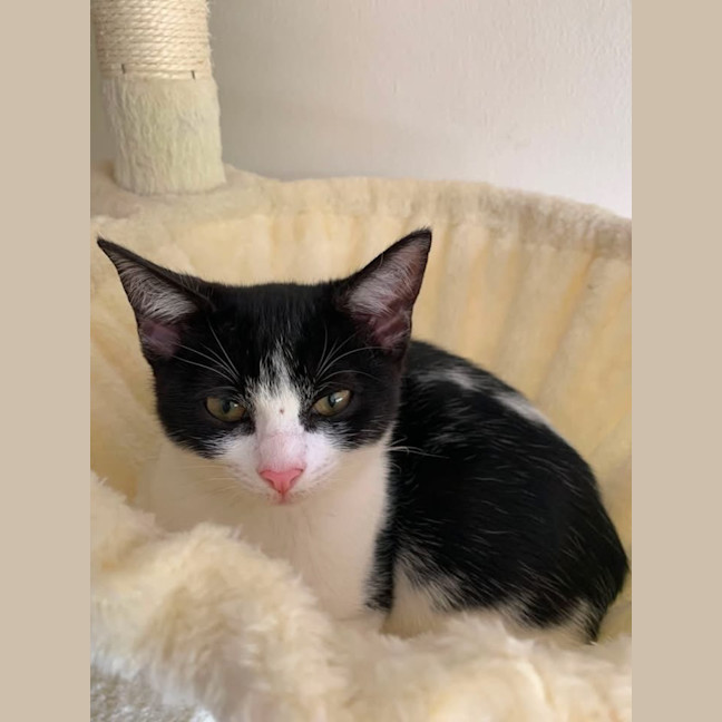 Photo of Little Chloe