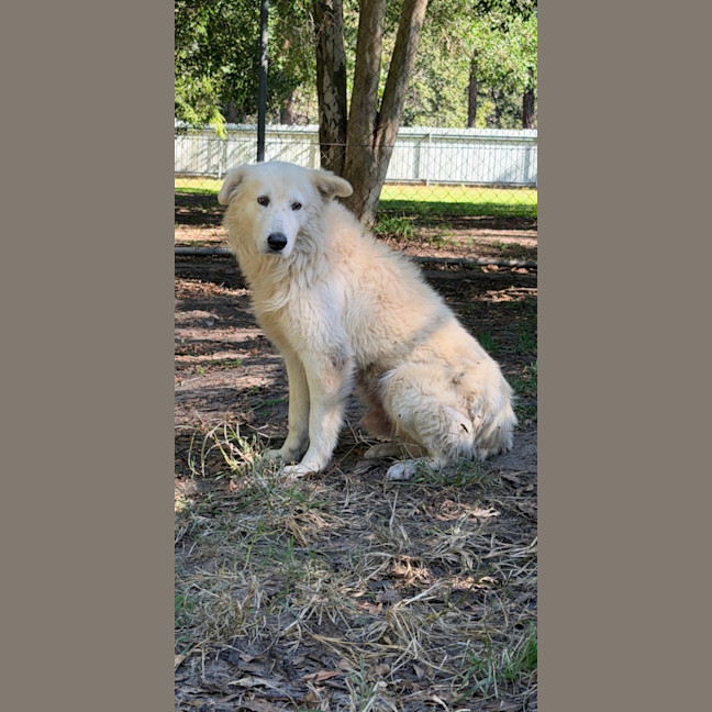 Photo of Caesar