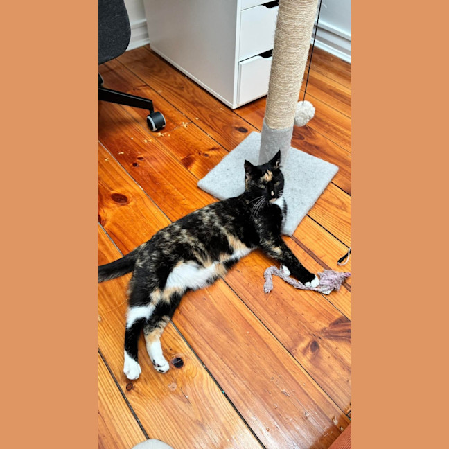 Photo of Praline